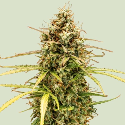 Milky Way F1 Auto (Autoflower)